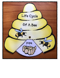 Honey Bee Life Cycle Wheel Templates, Page 20