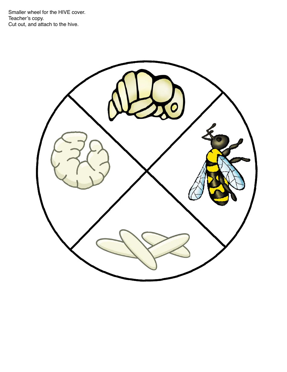 Honey Bee Life Cycle Wheel Templates, Page 23
