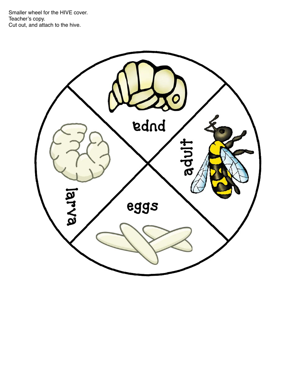 Honey Bee Life Cycle Wheel Templates, Page 24