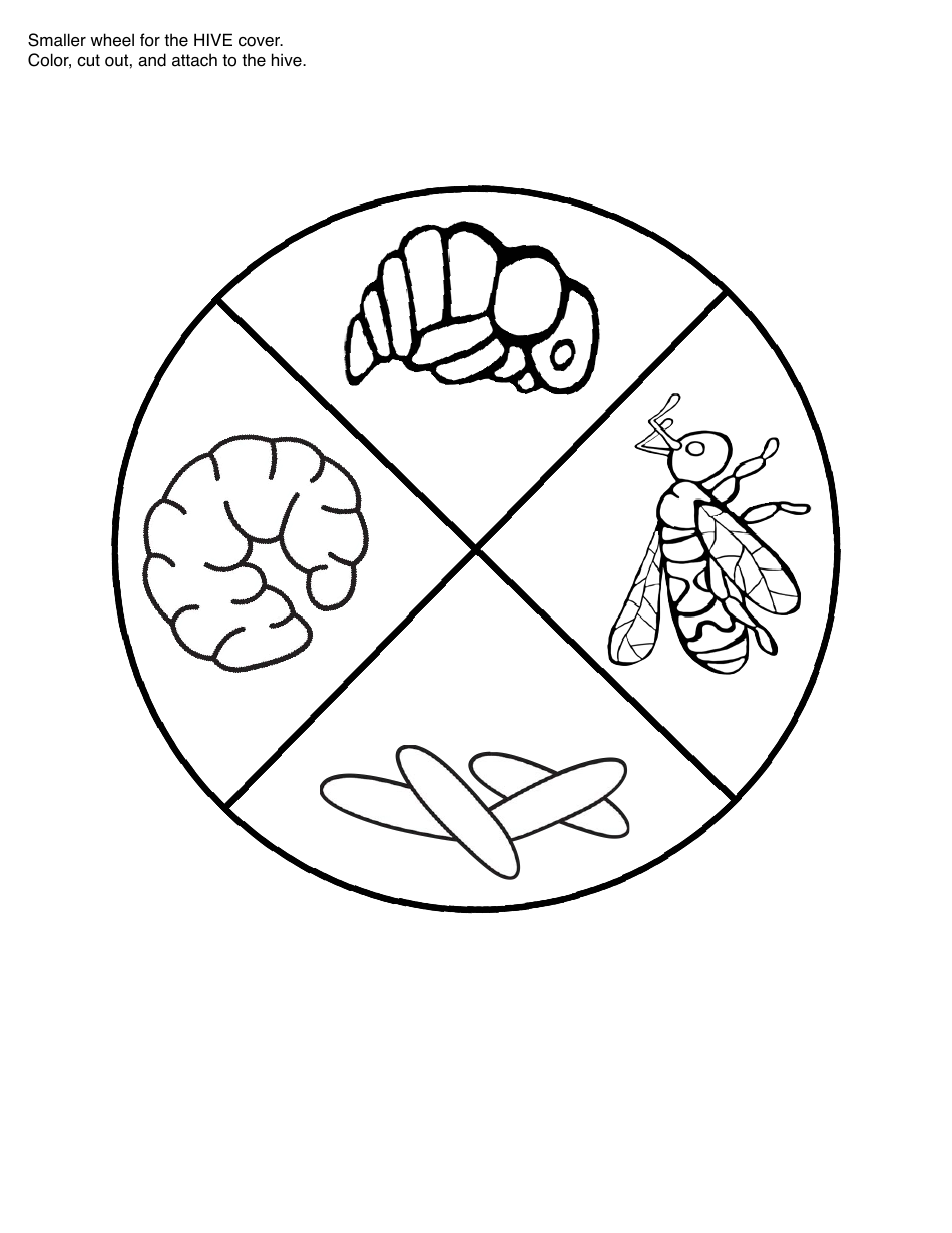 Honey Bee Life Cycle Wheel Templates, Page 27