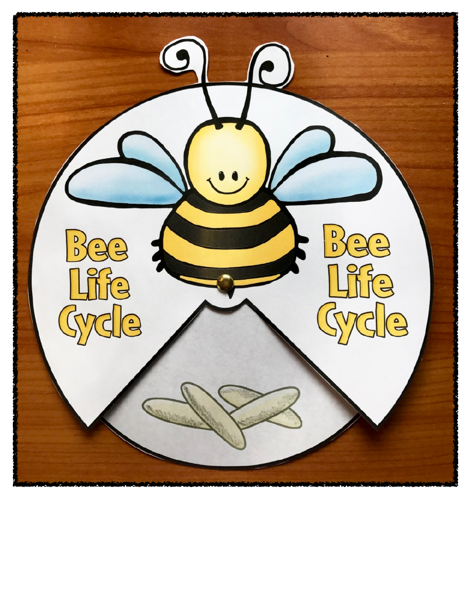 Honey Bee Life Cycle Wheel Templates, Page 2