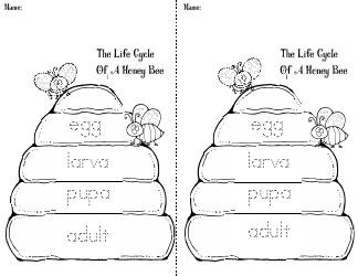 Honey Bee Life Cycle Wheel Templates, Page 30