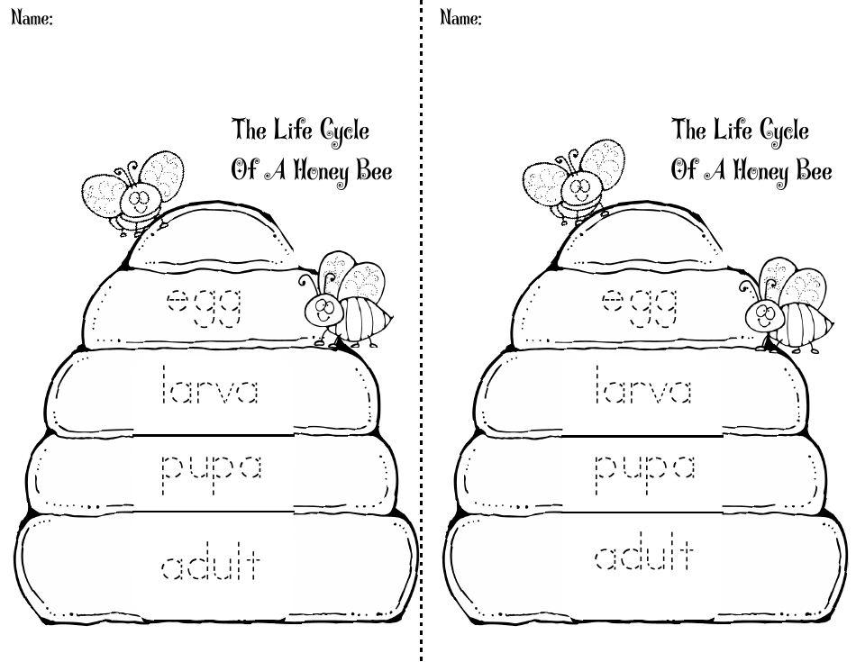 Honey Bee Life Cycle Wheel Templates, Page 30