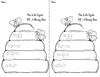 Honey Bee Life Cycle Wheel Templates, Page 31