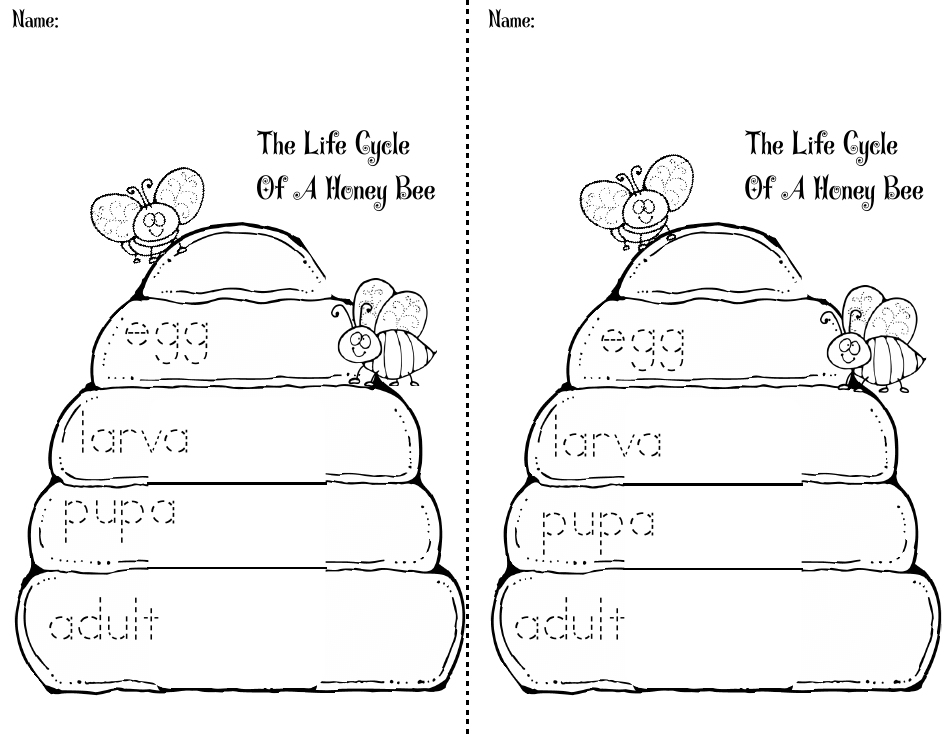 Honey Bee Life Cycle Wheel Templates, Page 31