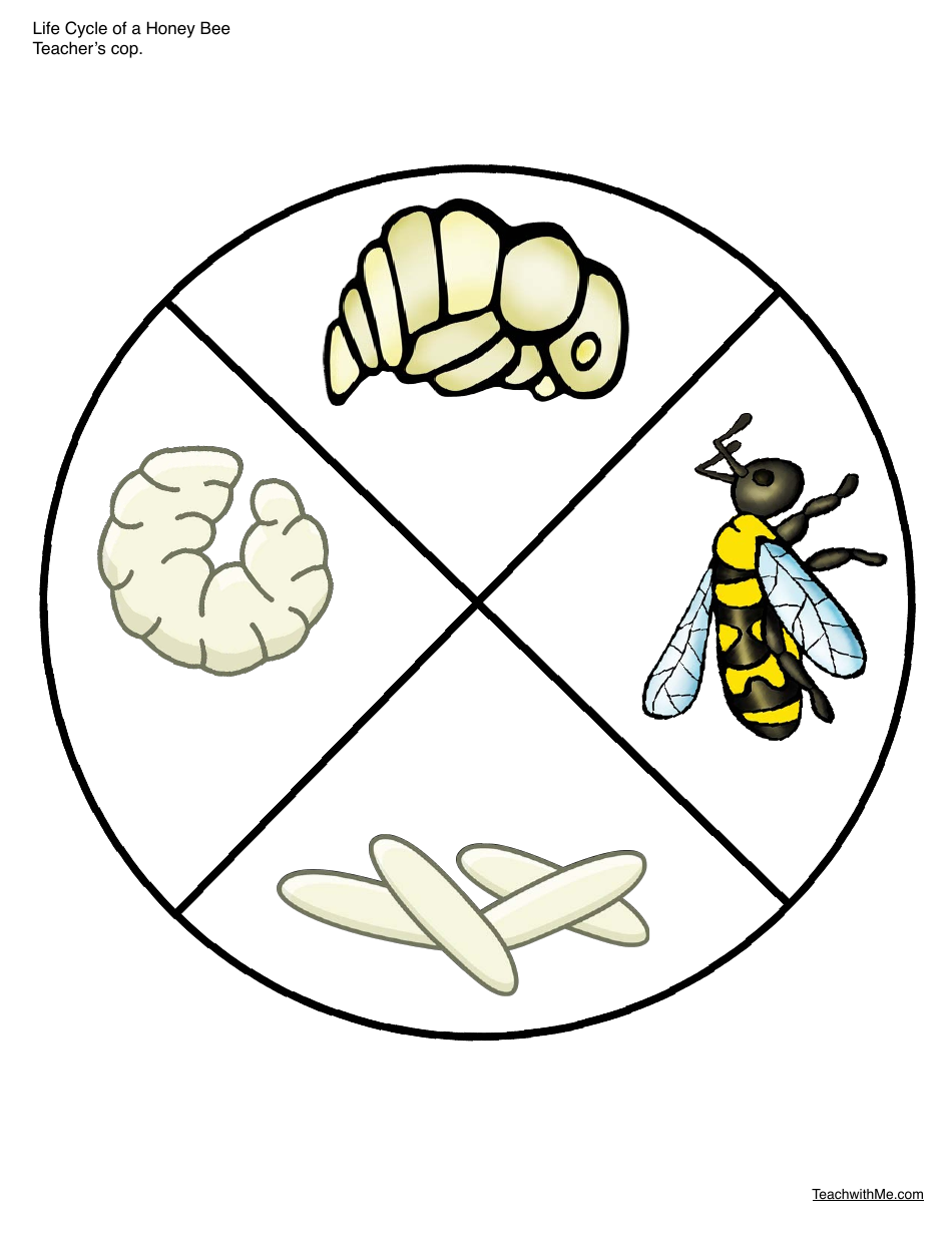 Honey Bee Life Cycle Wheel Templates, Page 4