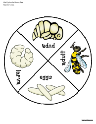 Honey Bee Life Cycle Wheel Templates, Page 5