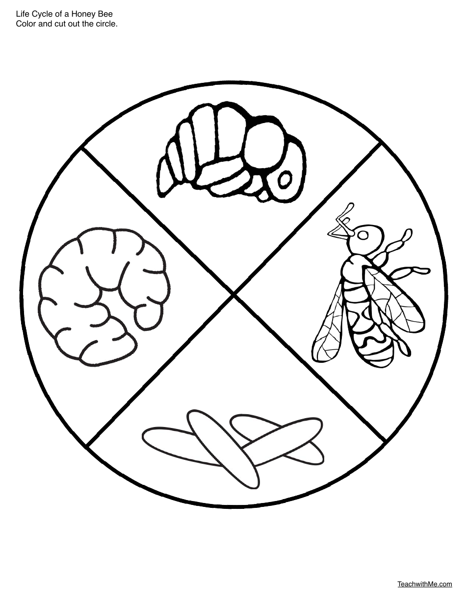 Honey Bee Life Cycle Wheel Templates, Page 7