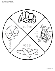 Honey Bee Life Cycle Wheel Templates, Page 8