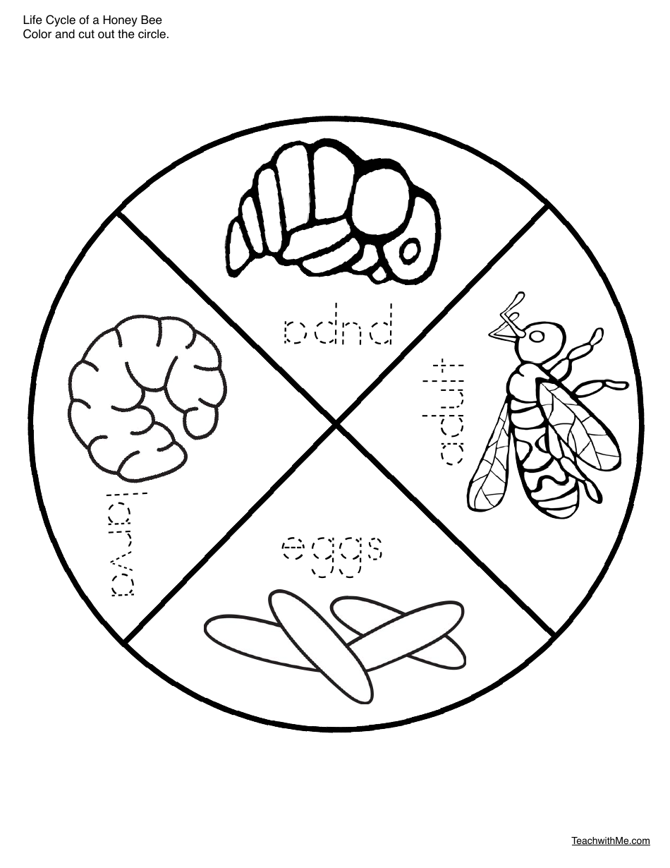 Honey Bee Life Cycle Wheel Templates, Page 8