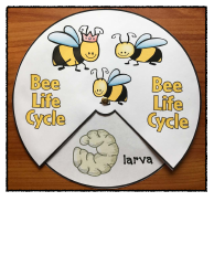 Honey Bee Life Cycle Wheel Templates, Page 9