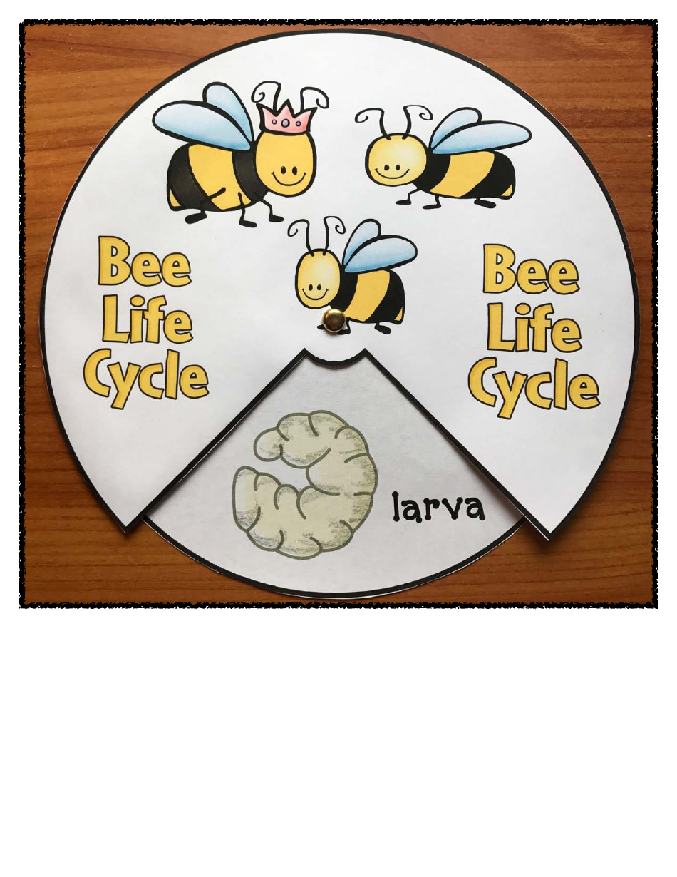 Honey Bee Life Cycle Wheel Templates, Page 9