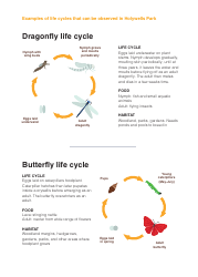 Life Cycle Activity Sheet, Page 3