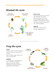Life Cycle Activity Sheet, Page 4