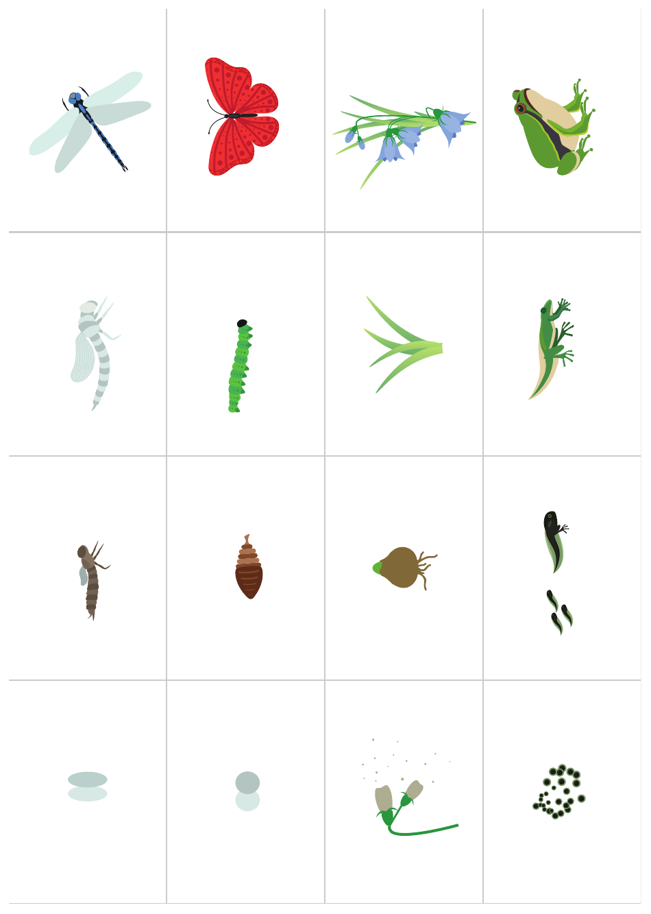 Life Cycle Activity Sheet, Page 6