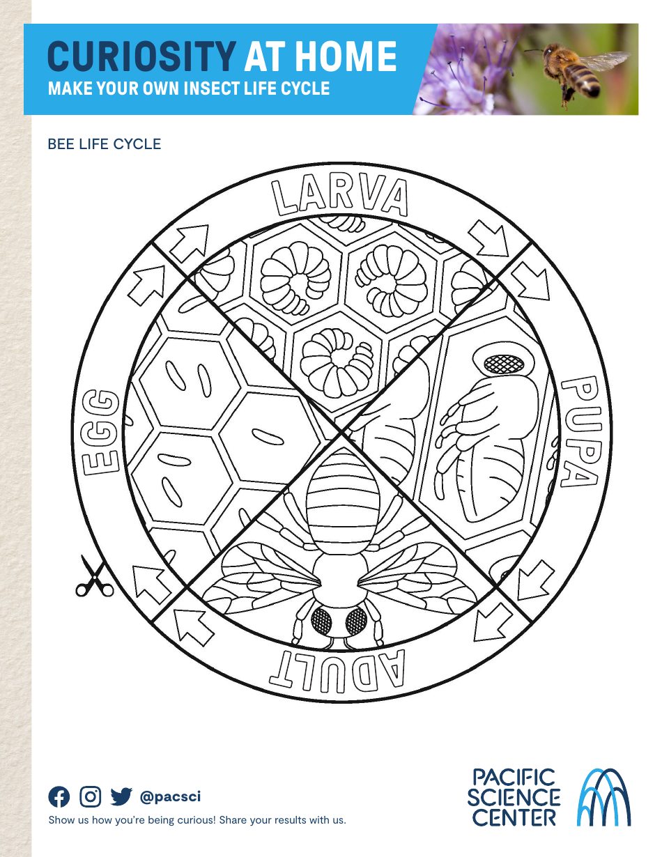 Insect Life Cycle Worksheet, Page 3