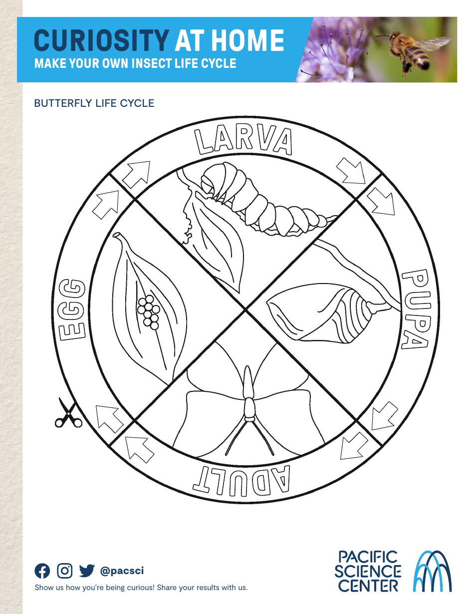 Insect Life Cycle Worksheet, Page 5