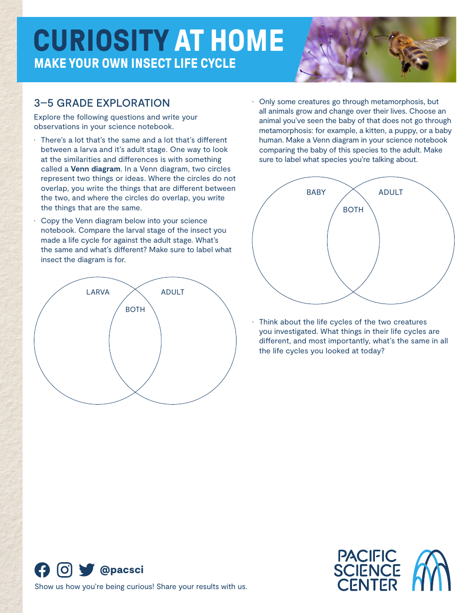 Insect Life Cycle Worksheet, Page 7