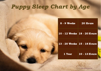 Document preview: Puppy Sleep Chart by Age