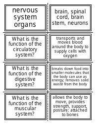 Anatomy Flashcards - Organ Systems, Page 3