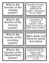 Anatomy Flashcards - Organ Systems, Page 4