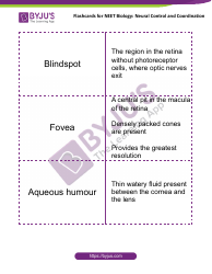 Neet Biology Flashcards - Neural Control and Coordination, Page 11