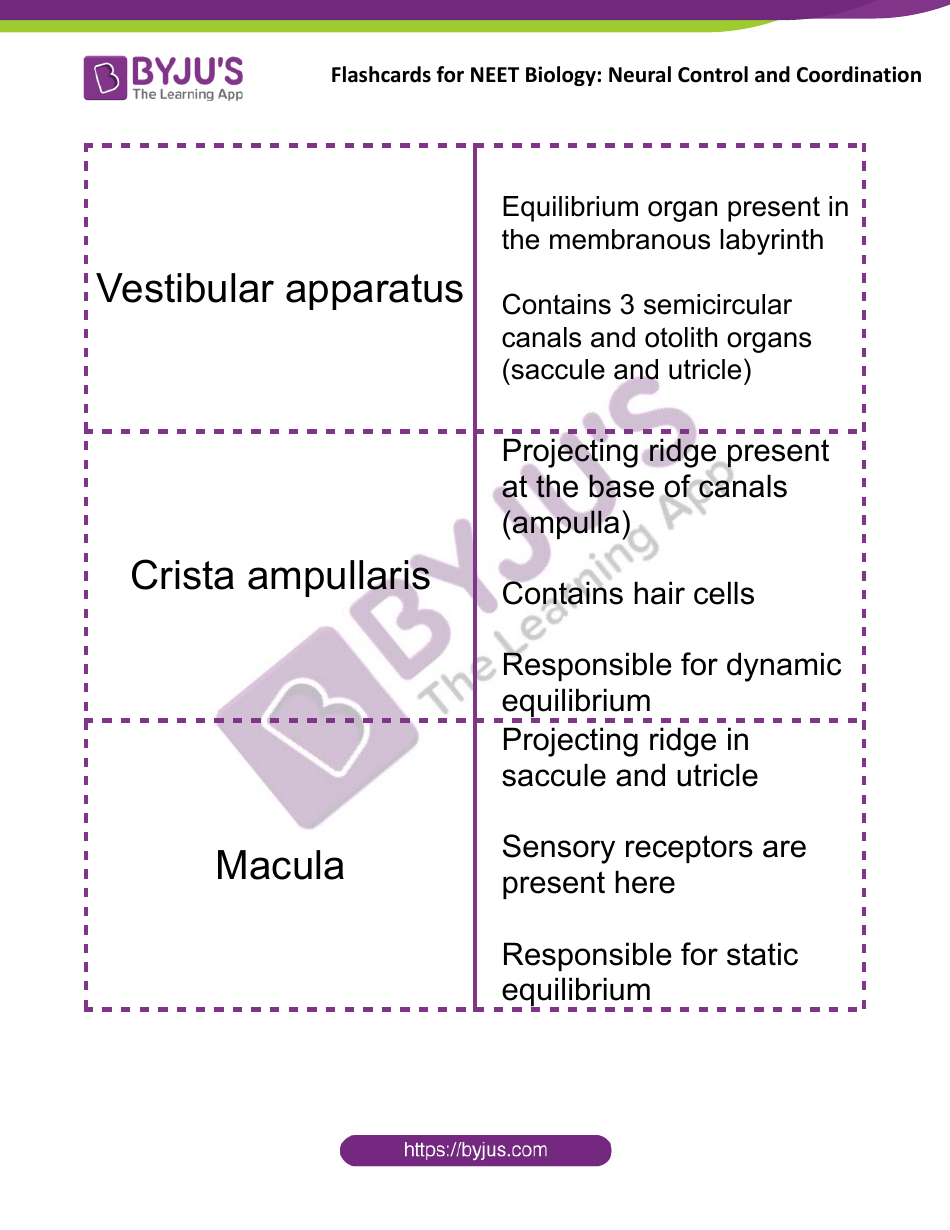 Neet Biology Flashcards - Neural Control and Coordination, Page 14