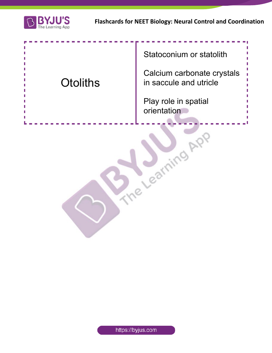 Neet Biology Flashcards - Neural Control and Coordination, Page 15
