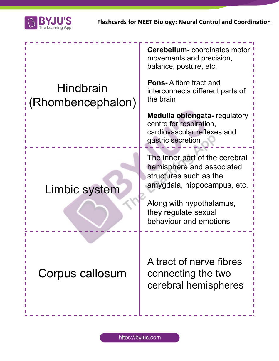 Neet Biology Flashcards - Neural Control and Coordination, Page 7