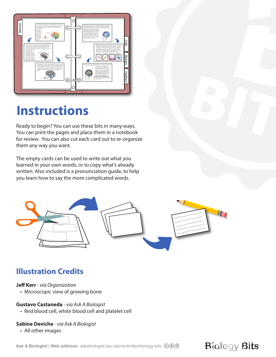 Biology Flashcards - Bones, Page 11