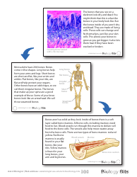 Biology Flashcards - Bones, Page 2