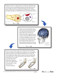 Biology Flashcards - Bones, Page 3