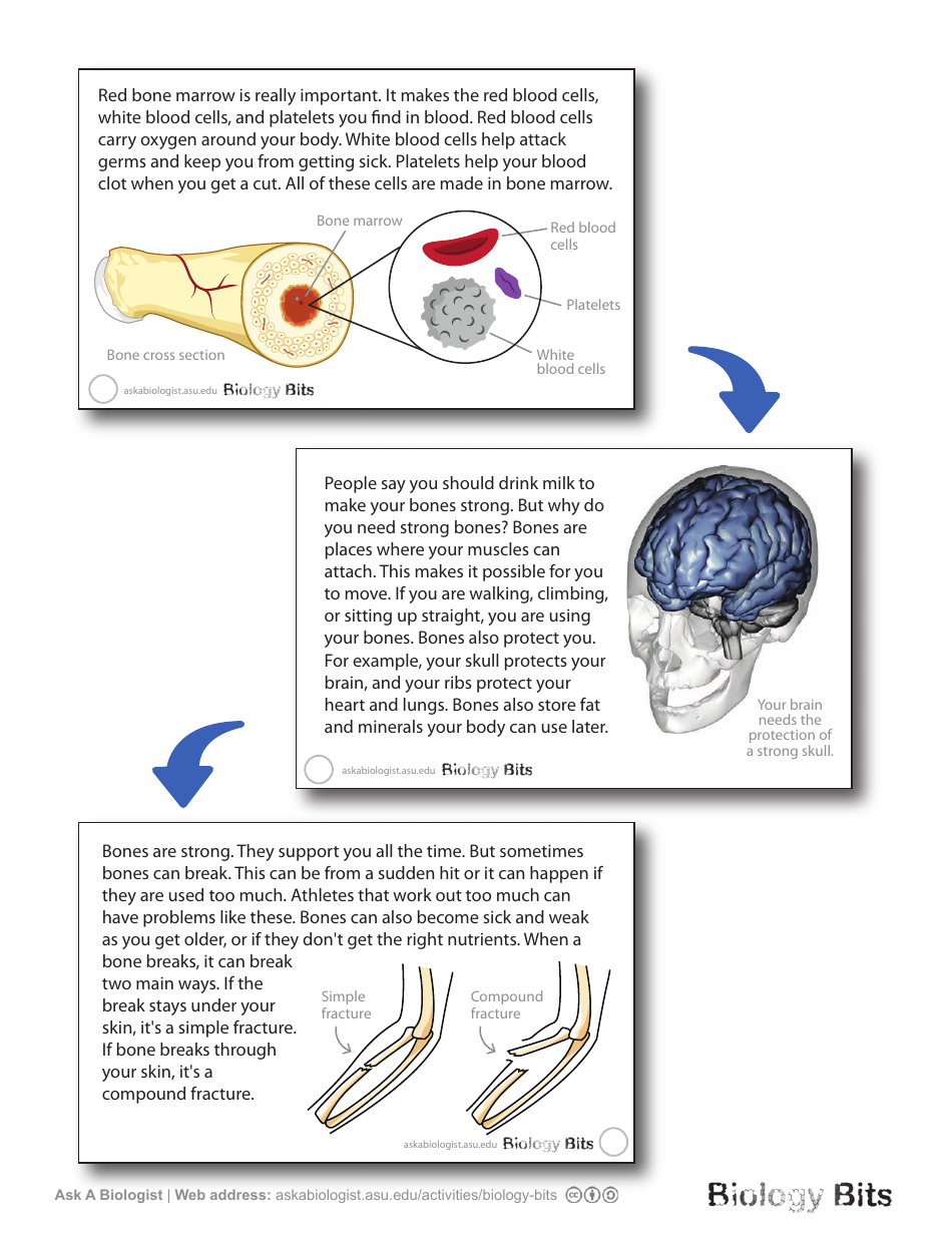 Biology Flashcards - Bones, Page 3