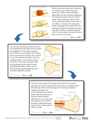 Biology Flashcards - Bones, Page 4