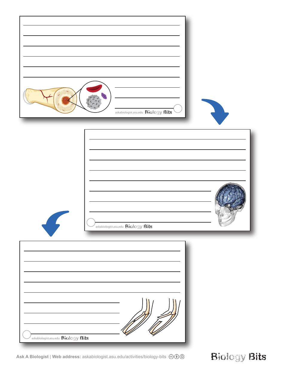 Biology Flashcards - Bones, Page 7