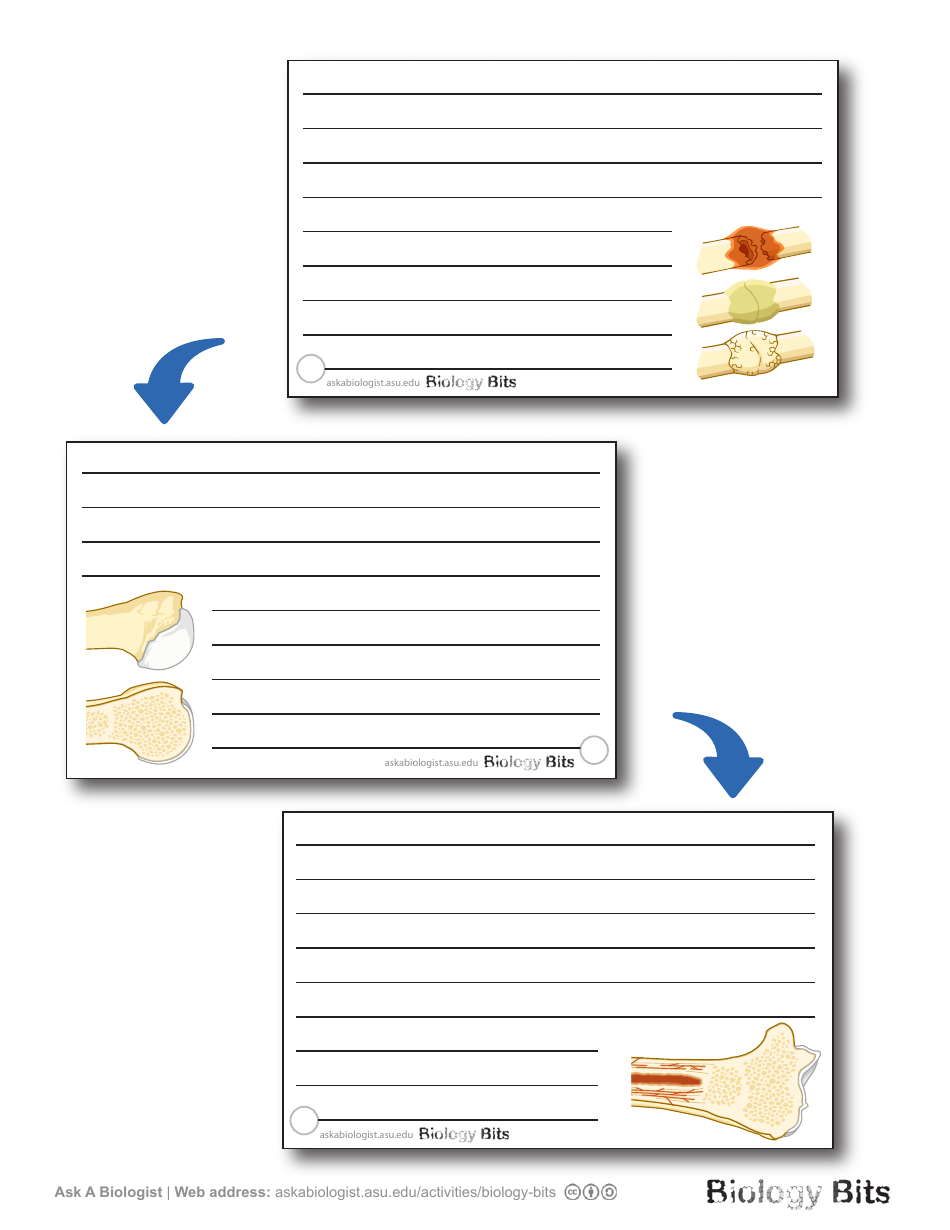 Biology Flashcards - Bones, Page 8