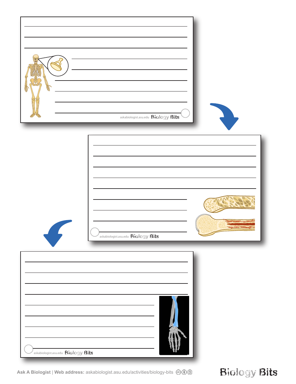 Biology Flashcards - Bones, Page 9