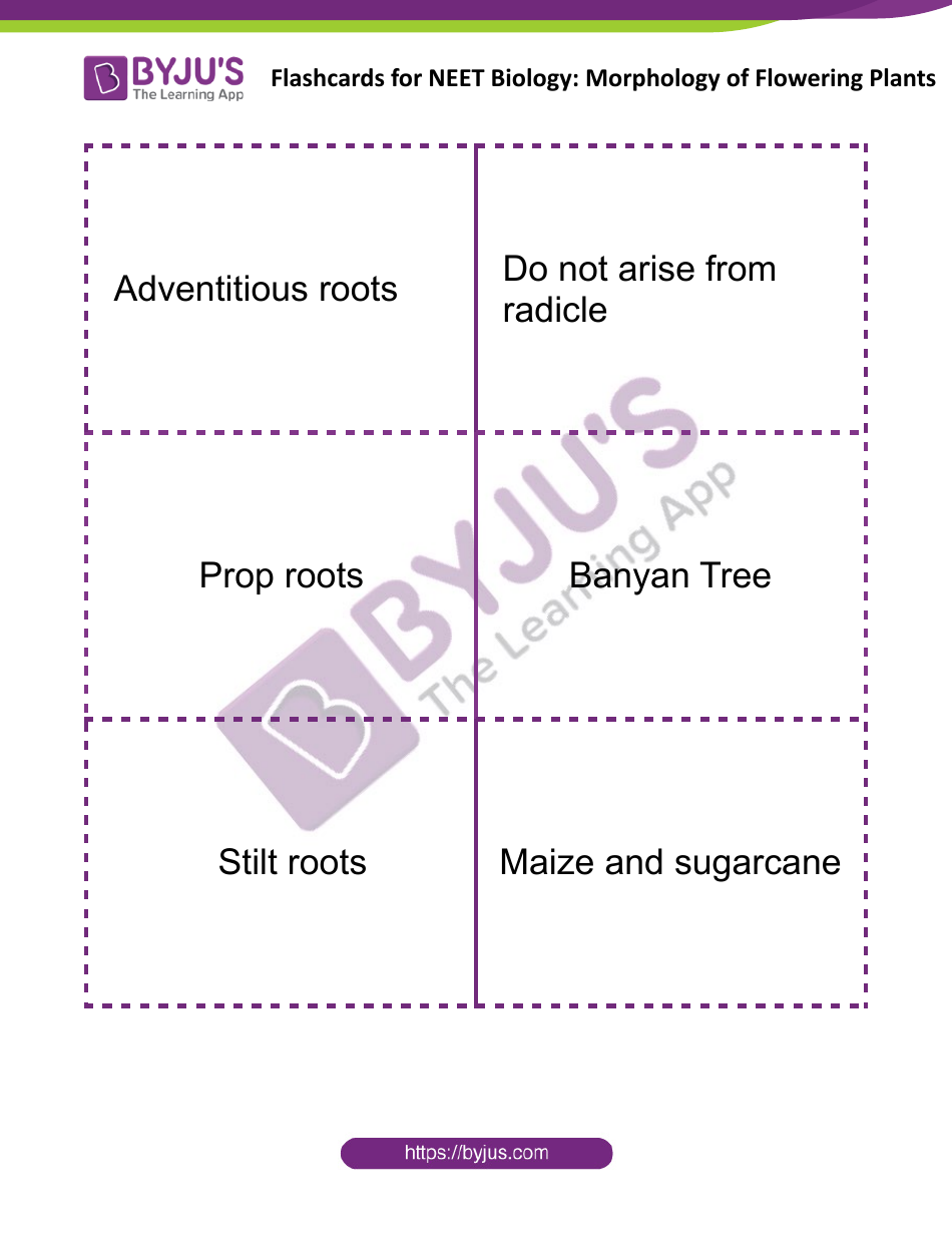 Neet Biology Flashcards - Morphology Of Flowering Plants Download ...