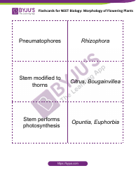 Neet Biology Flashcards - Morphology of Flowering Plants, Page 2