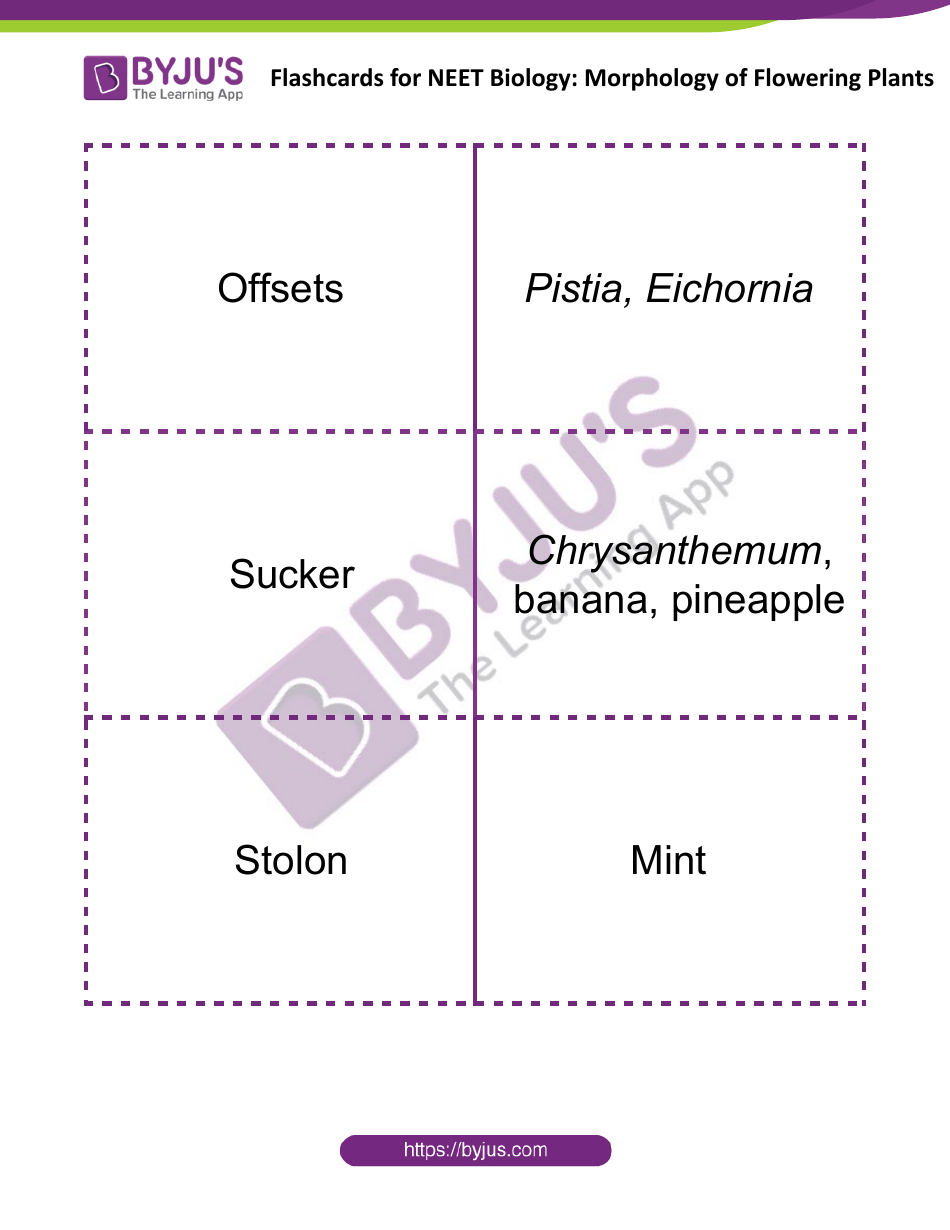 Neet Biology Flashcards - Morphology of Flowering Plants, Page 3