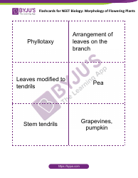 Neet Biology Flashcards - Morphology of Flowering Plants, Page 4