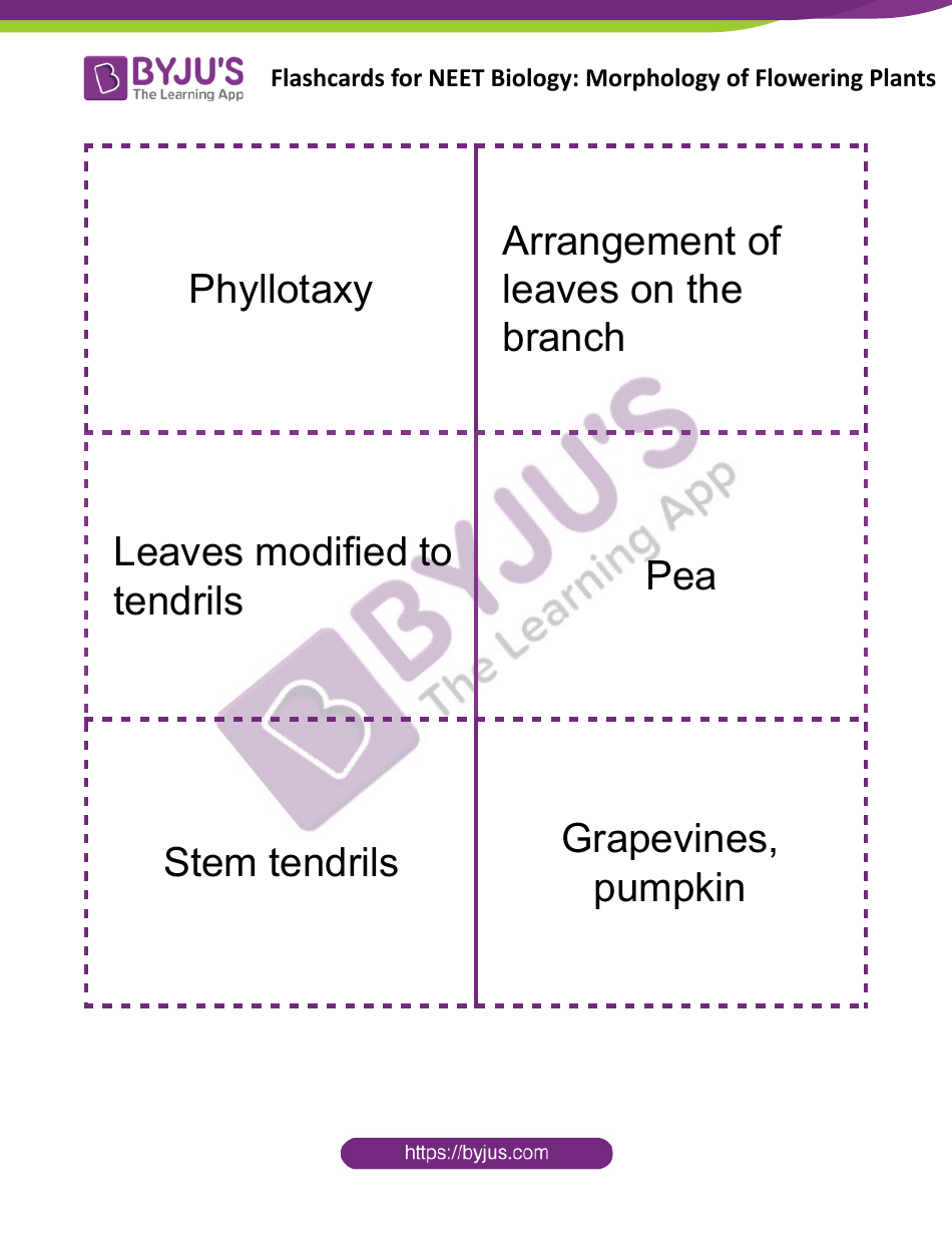 Neet Biology Flashcards - Morphology of Flowering Plants, Page 4