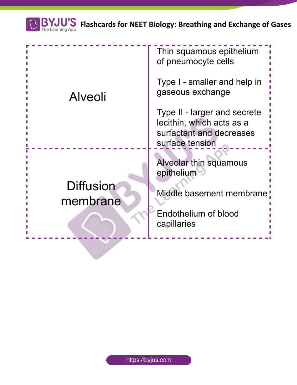 Biology Flashcards - Breathing and Exchange of Gases, Page 5