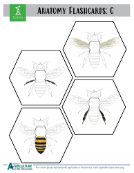 Grade 3-6 Biology Worksheet and Flashcards - Bee Anatomy, Page 10