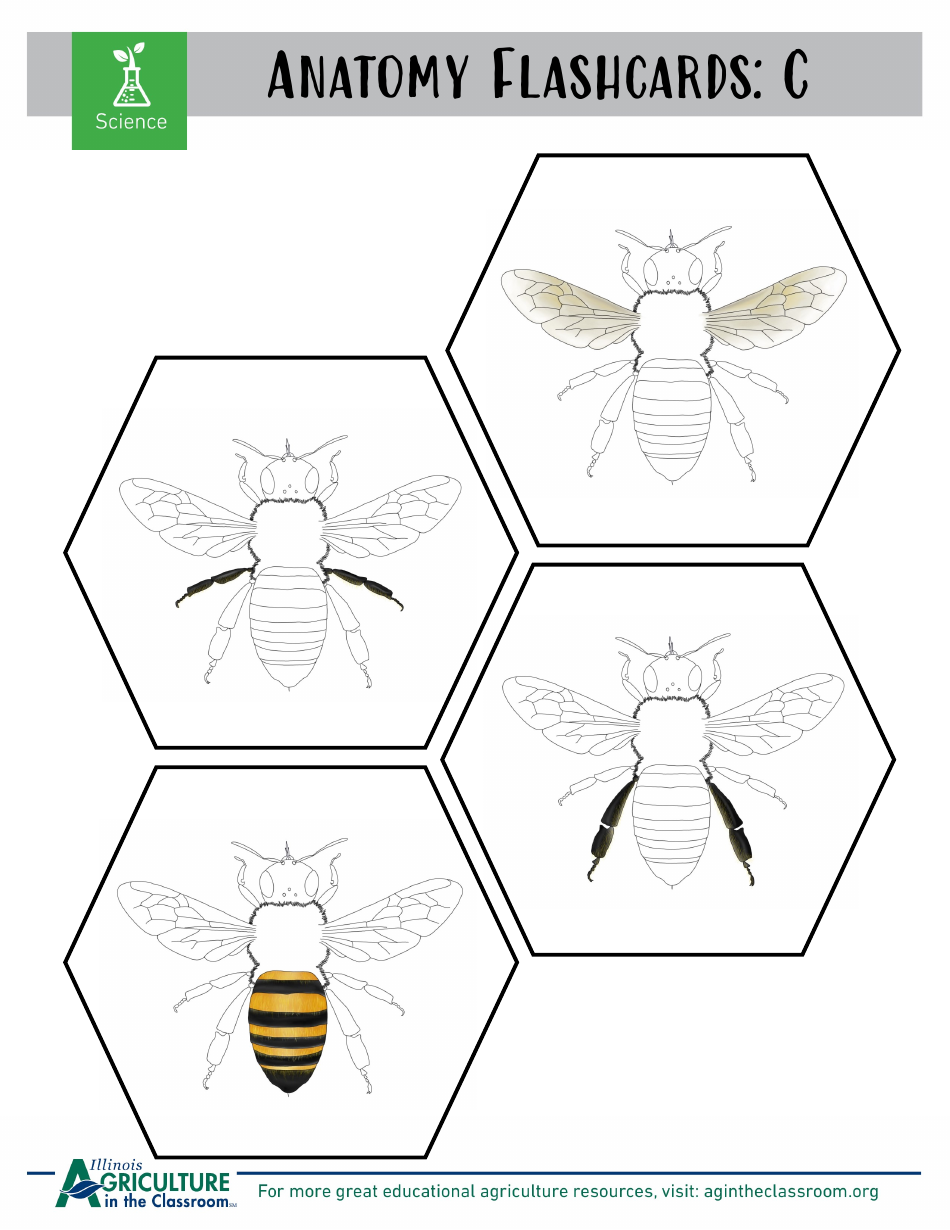 Grade 3-6 Biology Worksheet and Flashcards - Bee Anatomy, Page 10