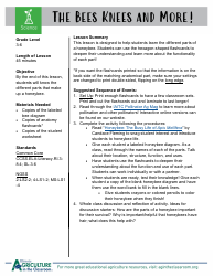 Grade 3-6 Biology Worksheet and Flashcards - Bee Anatomy