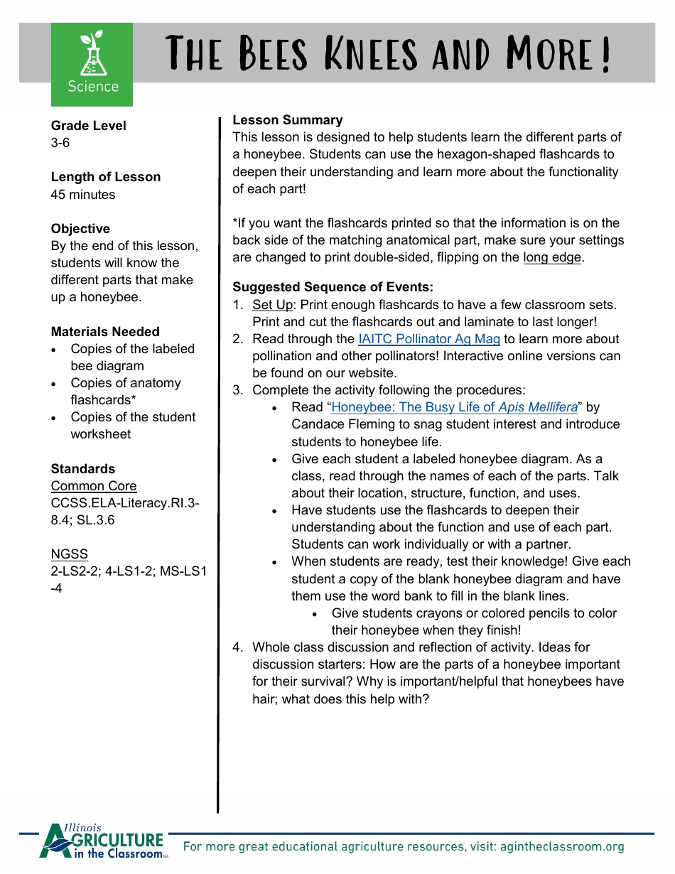 Grade 3-6 Biology Worksheet and Flashcards - Bee Anatomy, Page 1