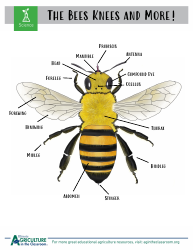 Grade 3-6 Biology Worksheet and Flashcards - Bee Anatomy, Page 3