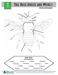 Grade 3-6 Biology Worksheet and Flashcards - Bee Anatomy, Page 4