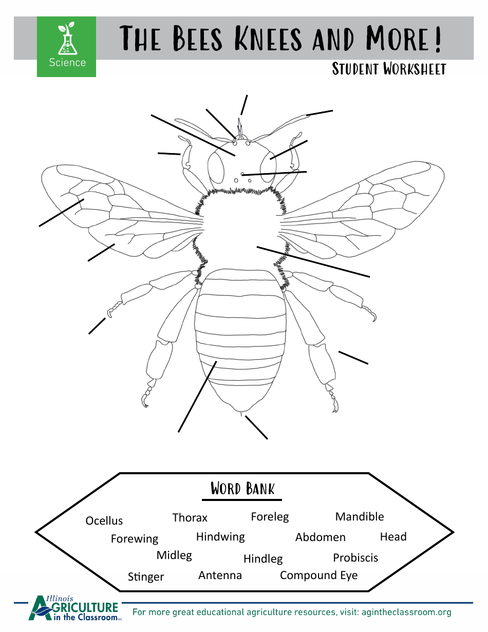 Grade 3-6 Biology Worksheet and Flashcards - Bee Anatomy, Page 4